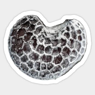 Poppy seed under the microscope Sticker